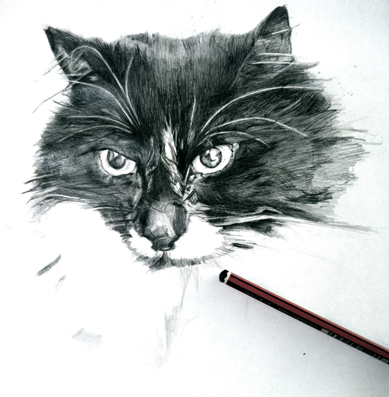 Cat Portrait Drawing by Australian Cat Artist Danielle Fossati (Paw Prints) - Cat Lover's Pick - Featured in Australian National Cat Magazine Ozzi Cat