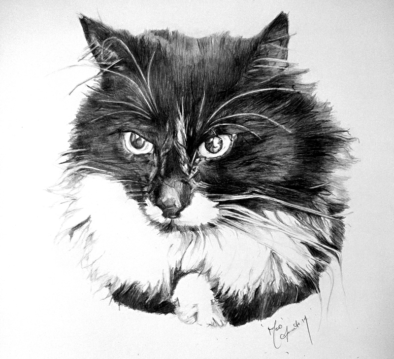 Cat Portrait Drawing by Australian Cat Artist Danielle Fossati (Paw Prints) - Cat Lover's Pick - Featured in Australian National Cat Magazine Ozzi Cat