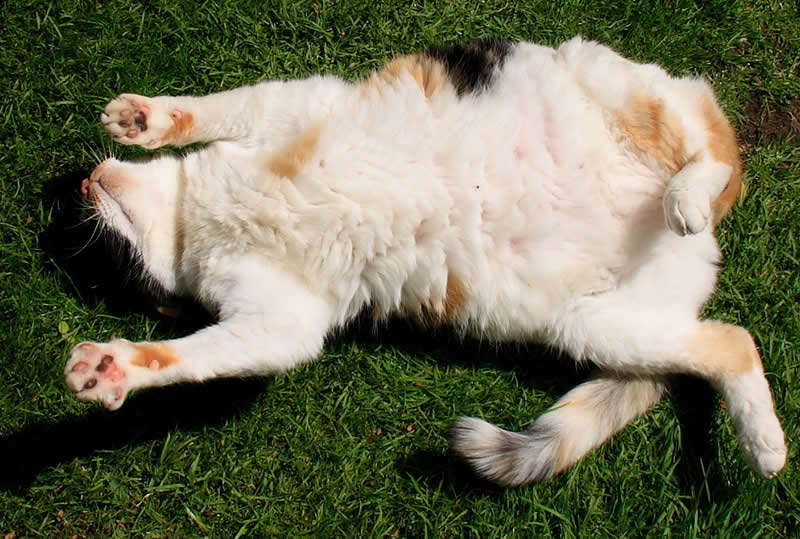 Cat under the sun in the backyard on grass