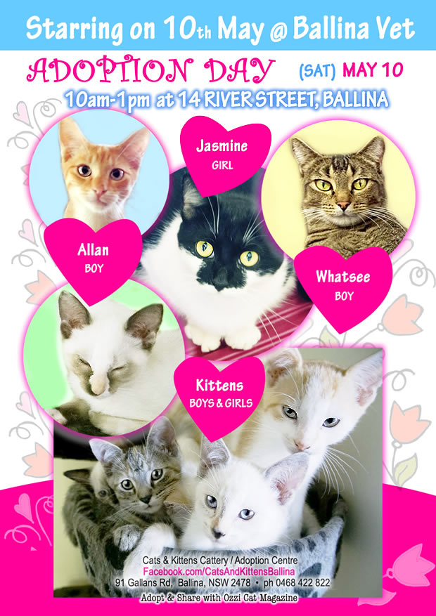 Poster for Adoption Day Event - Adopt / Buy a Cat - Cats And Kittens Ballina