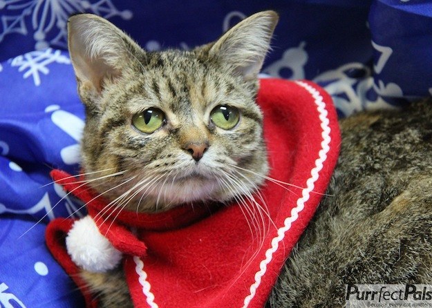 Celebrity Cat - Special Needs Cat Tucker Found Home