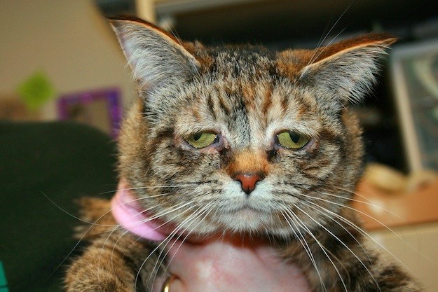 Celebrity Cat - Special Needs Cat Tucker Found Home