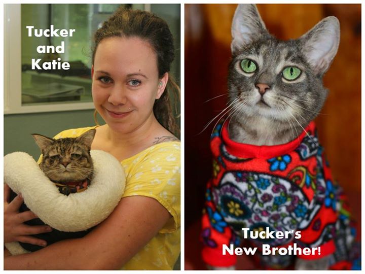 Celebrity Cat - Special Needs Cat Tucker Found Home