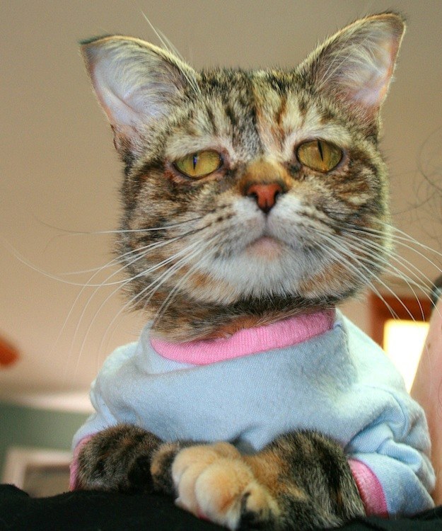 Celebrity Cat - Special Needs Cat Tucker Found Home