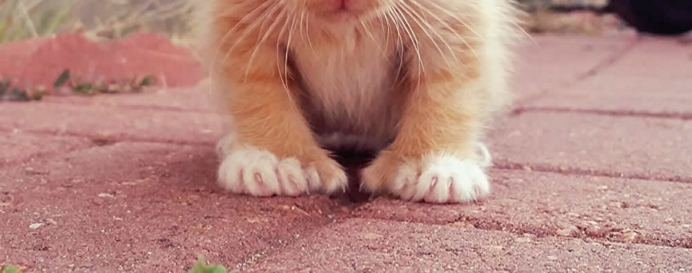 Cheeto - Tiny Polydactyl Ginger Kitten with Extra Toes 