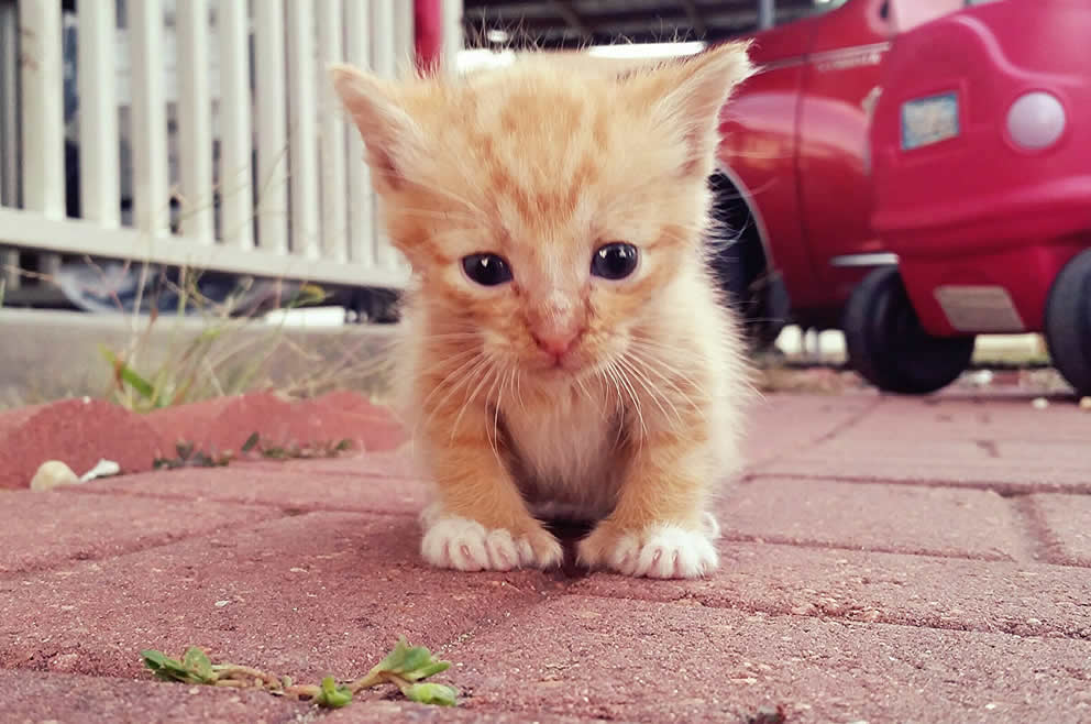 Cheeto - Tiny Polydactyl Ginger Kitten with Extra Toes 