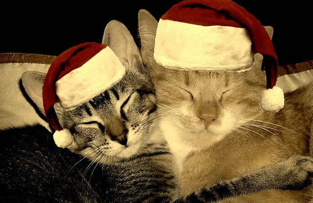 Cats in Christmas hats