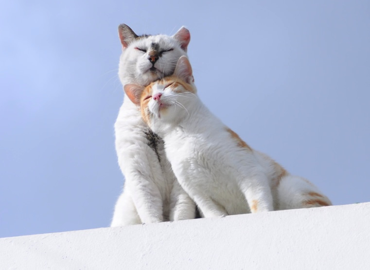 A Couple of Black-and-White and Orange-and-White Cats in Sunshine - Cat Lover's Pick - Featured in Australian National Cat Magazine "Ozzi Cat" | Keeping the Hearts Purring