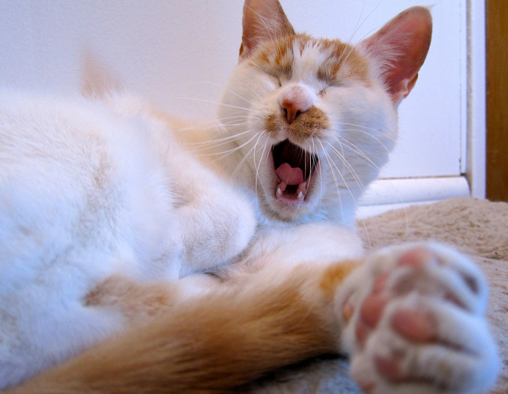 Cute yawning cat