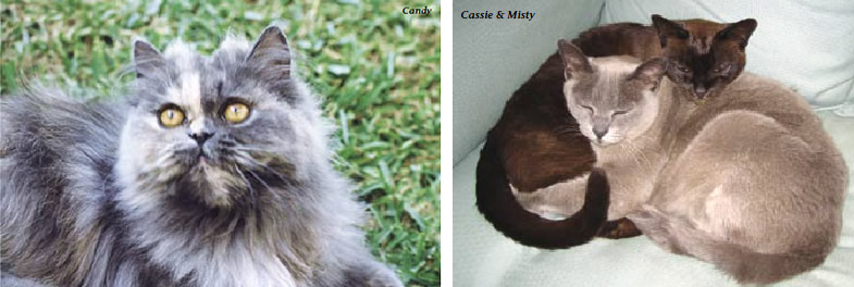 David's cats: Candy, Cassie, and Misty