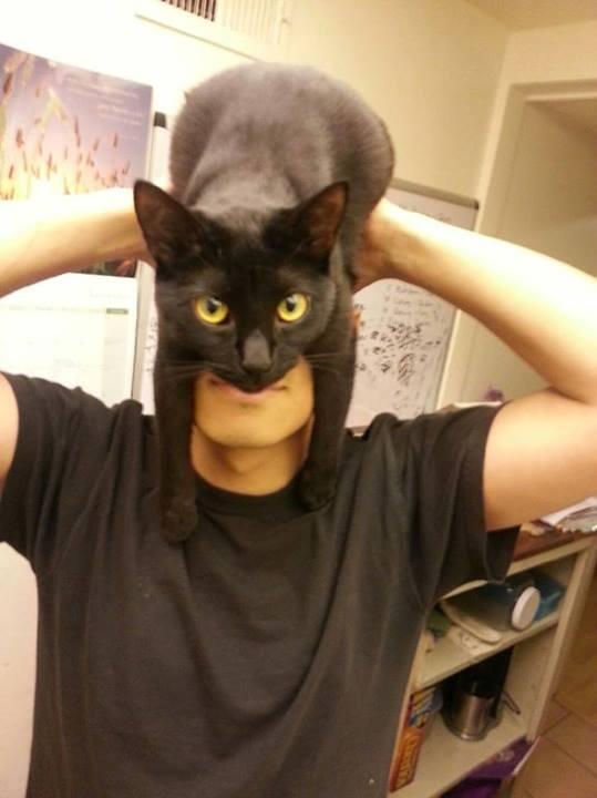 How to look like Batman using your cat