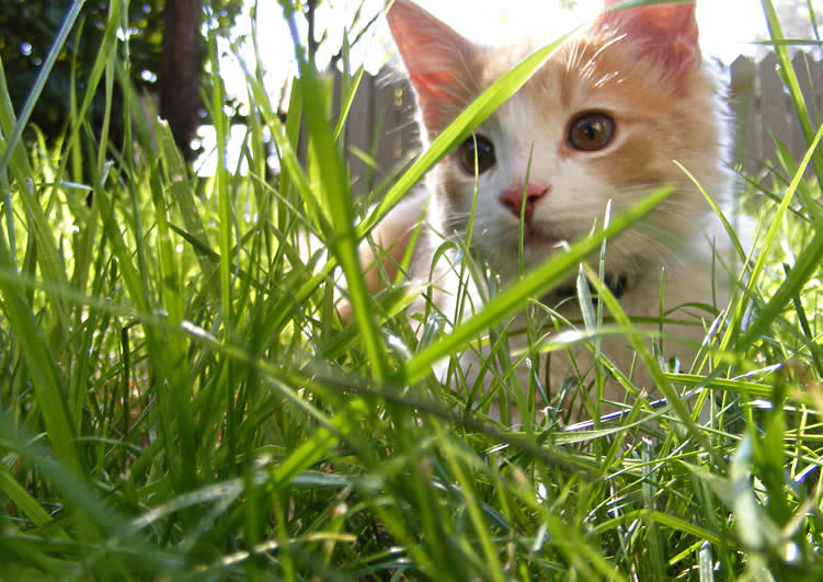 Kitten in the grass | Australian National Cat Magazine - Ozzi Cat