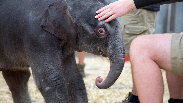 Melbourne Zoo new baby elephant celebration  - Cat Lover's Pick