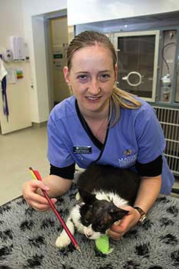 Moo Moo - New Zealand Cat Survives Crossbow Head Shot - vet nurse