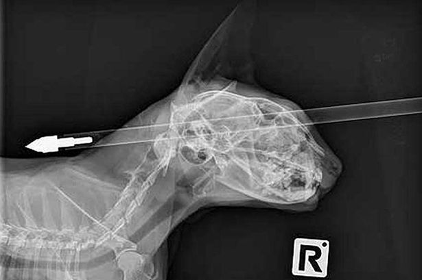 Moo Moo - New Zealand Cat Survives Crossbow Head Shot - xray