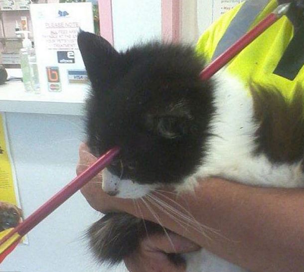 Moo Moo - New Zealand Cat Survives Crossbow Head Shot