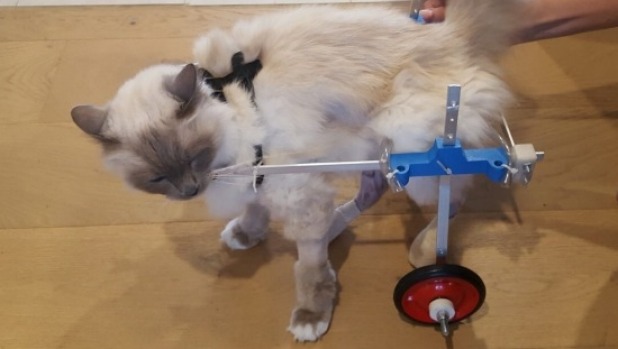 Handicapped Injured Cat in 3D-Printed Wheelchair 