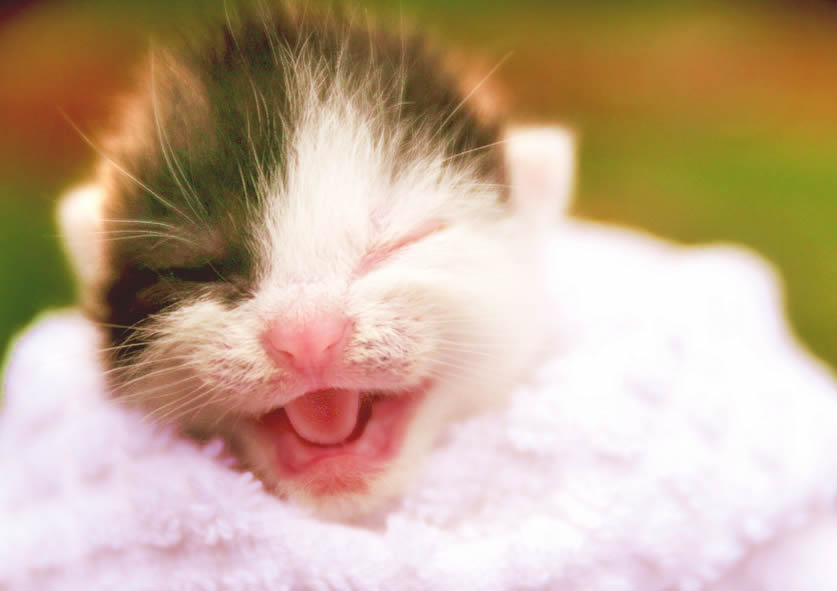 Newborn kitten meowing wrapped in blanket