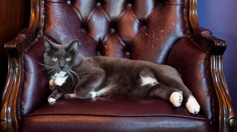 Oreo - stolen Armstrong hotel's cat