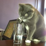 Oreo - stolen Armstrong hotel's cat