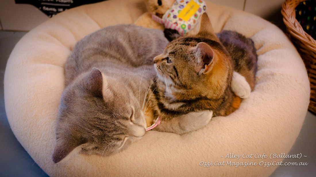 Alley Cat Cafe - Ballarat - Victoria - Australia