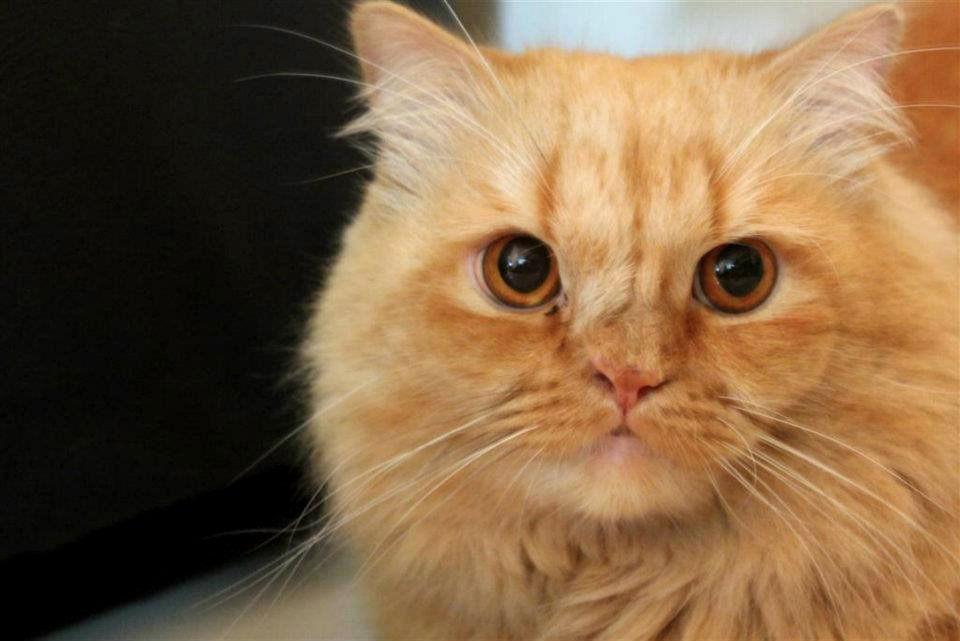 Photograph of Ginger Cat - picture of orange cat