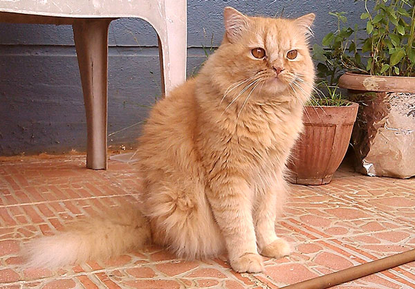 Photograph of Ginger Cat 