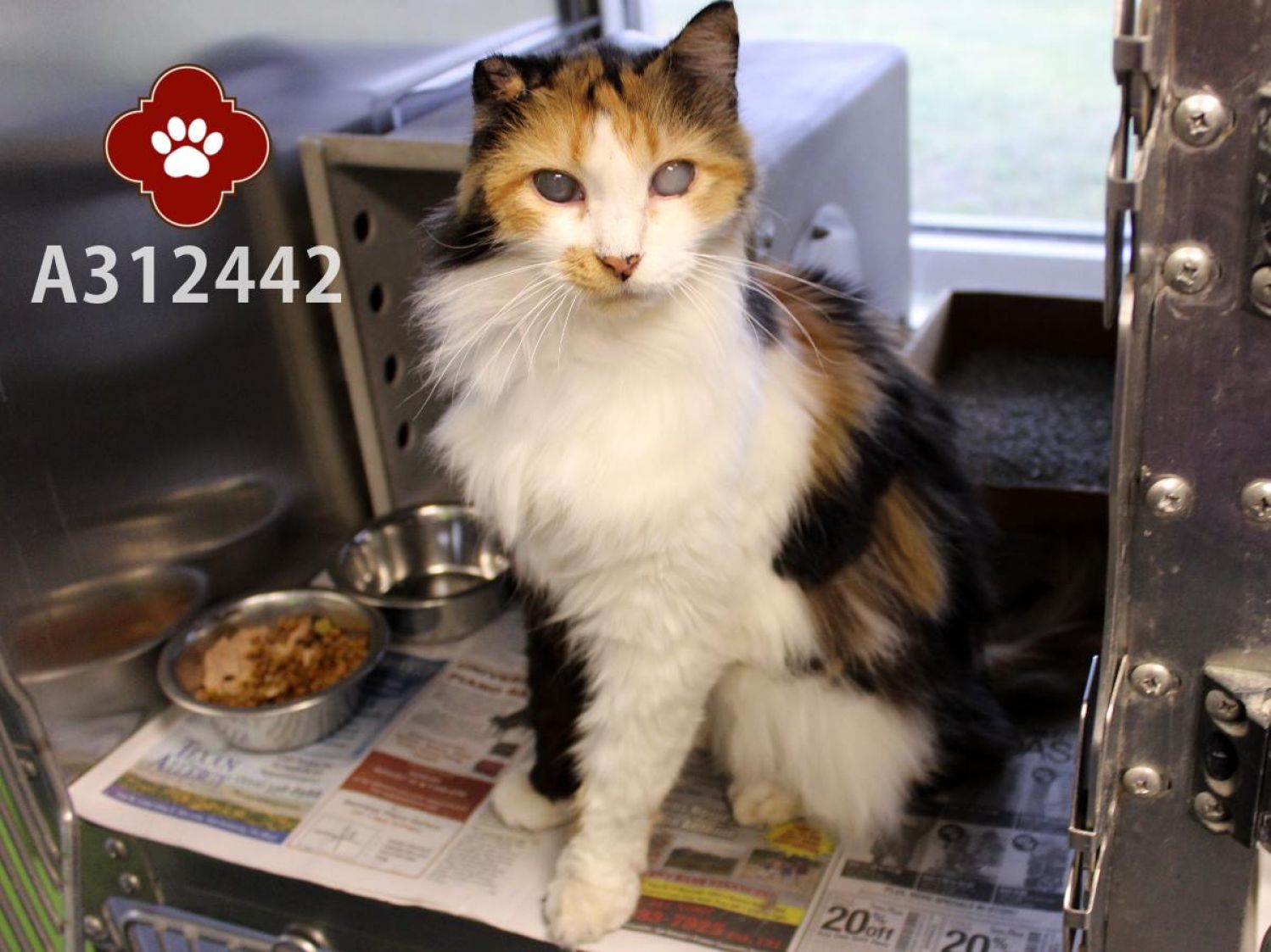 Rose - blind 25 yo senior calico cat - surrendered to shelter and then adopted
