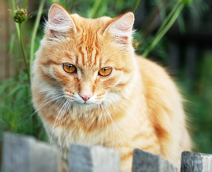 Sad ginger cat with yellow eyes is sitting on a fence