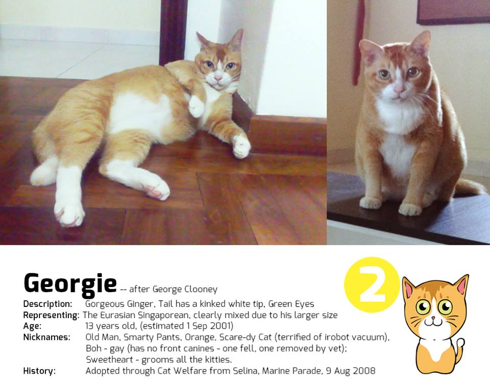 Singapore's First Cat Museum, Lion City Kitty. Cat Museum With Difference.