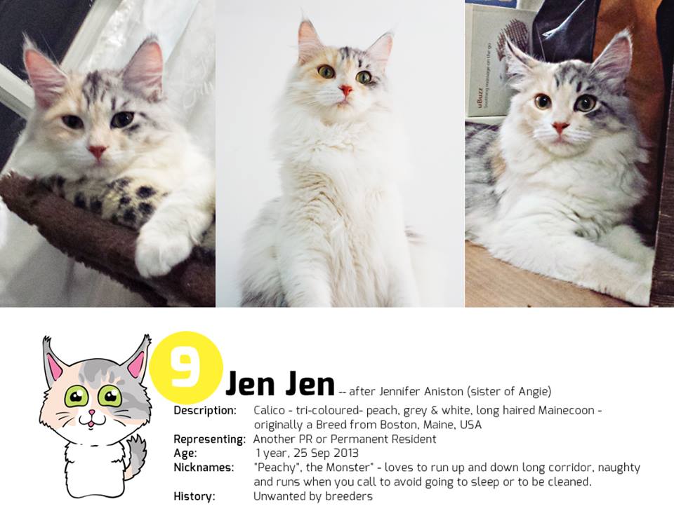 Singapore's First Cat Museum, Lion City Kitty. Cat Museum With Difference.