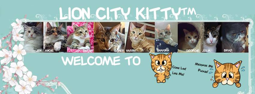 Singapore's First Cat Museum, Lion City Kitty. Cat Museum With Difference.