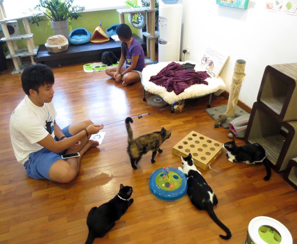Singapore's First Cat Museum, Lion City Kitty. Cat Museum With Difference.