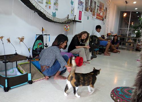 Singapore's First Cat Museum, Lion City Kitty. Cat Museum With Difference.