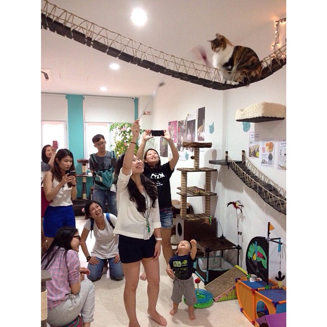 Singapore's First Cat Museum, Lion City Kitty. Cat Museum With Difference.
