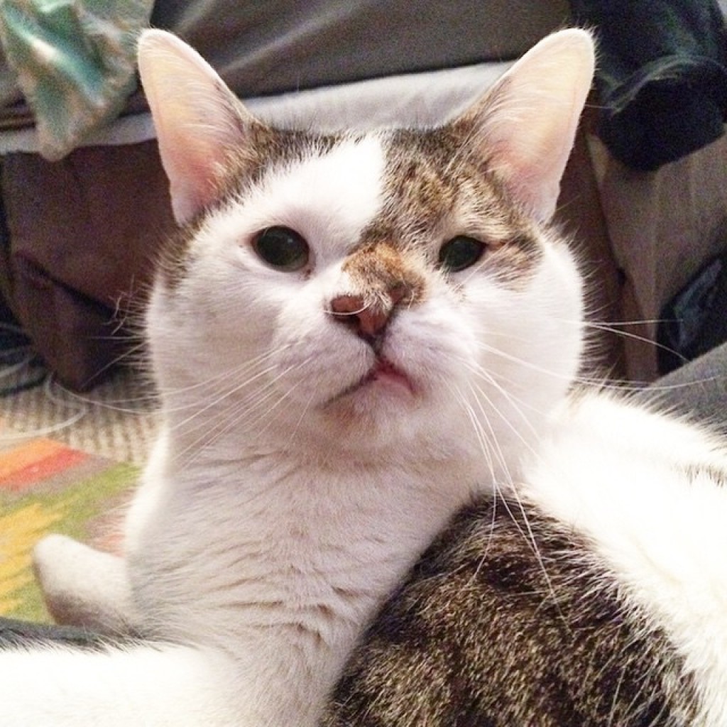 Mr Bub - Special Needs Cat - Cleft Palate