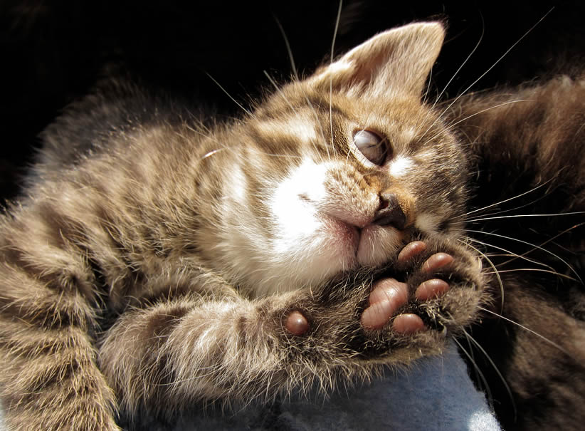 TNR - feral - stray cat - kitten - tipped ear - trap-neuter-return 