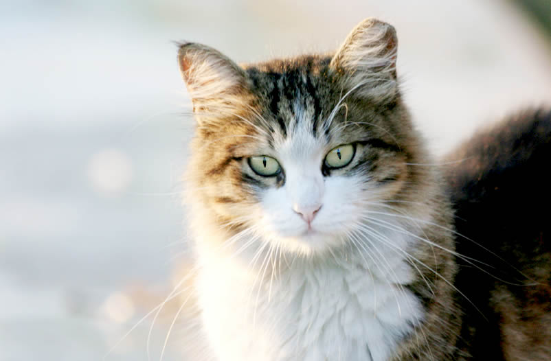 TNR - feral - stray cat - tipped ear - trap-neuter-return