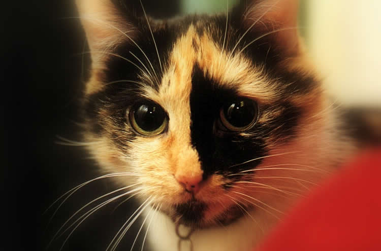 Tortoiseshell cat