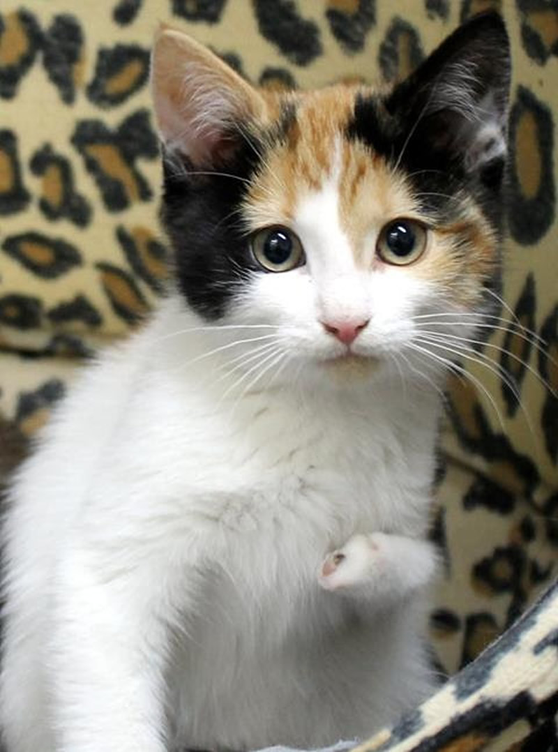 Twisted Leg, Two Toes, Special Cat Tippy Awaits Surgery at Lort Smith Hospital, Melbourne