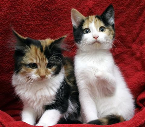 Twisted Leg, Two Toes, Special Cat Tippy Awaits Surgery at Lort Smith Hospital, Melbourne