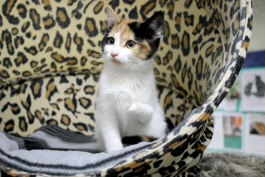 Twisted Leg, Two Toes, Special Cat Tippy Awaits Surgery at Lort Smith Hospital, Melbourne