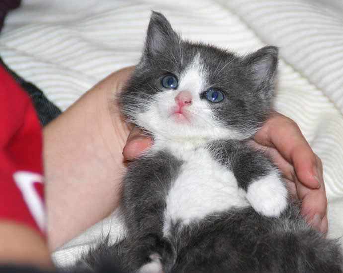 Adorable grey and white kitten | Ozzi Cat - Australian National Cat Magazine