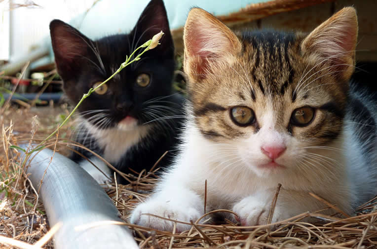 Adorable kittens couple  | Australian National Cat Magazine - Ozzi Cat