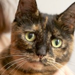 Cleo - Animal Rehoming Tablelands - cat rescue - adopt - buy - cat - kitten
