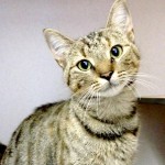 Kenzie - RSPCA QLD - cat rescue - adopt - buy - cat - kitten
