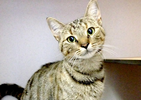 Kenzie - RSPCA QLD  - cat rescue - adopt - buy - cat - kitten