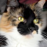 Minx - Save Our Strays - cat rescue - adopt - buy - cat - kitten