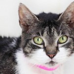 Miss Marple - Purrfect Match Cat Adoptions - cat rescue - adopt - buy - cat - kitten