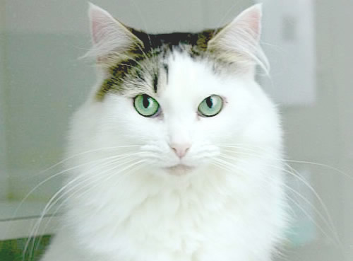 Trinity - Save-A-Dog Scheme - cat rescue - adopt - buy - cat - kitten